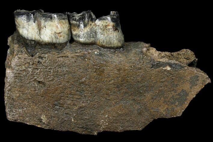 Fossil Rhino (Stephanorhinus) Jaw Section - Germany #111878